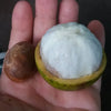 Platoniafruit_exoticagrove