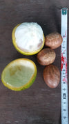 Platona _Exoticagrove