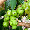 Jaboticaba Branca Fruit Plant