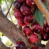 Phitrantha Rosa Jaboticaba - Plinia sp. Rosa