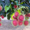 KG10 Rambutan