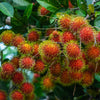 N18 Rambutan - Nephelium lappaceum