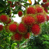 Rambutan Rongrien - Nephelium lappaceum