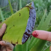 Kattaar Vazha / Aloe Vera  Red