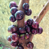 Jaboticaba Red Hybrid Fruit Plant