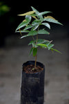Red Lantern Jaboticaba