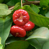 Rose Chamba Water Apple - Syzygium samarangense – Rose Chamba Variety