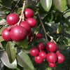 Ruby Longan Fruit Plant