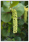 Sea Grape Fruit Plant