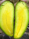 Seedless Avocado Fruit Plant