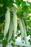 Snake Gourd Long
