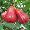 Thai Red Chamba