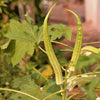 Elephant Tusk Okra