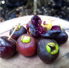 Cerejanal Roxa Cherry