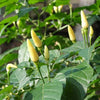 White Bird’s Eye Chilli