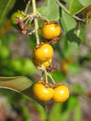 Yellow Nance Fruit Plant - Byrsonima crassifolia