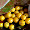 Yellow Nance Fruit Plant - Byrsonima crassifolia