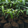 Yuwen Mango Live Plant