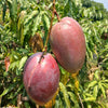 Yuwen Mango Live Plant