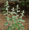 Cheroola