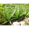 Kattaar Vazha / Aloe Vera  Red
