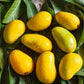Amrapali Mango - The Golden Jewel of Indian Gardens