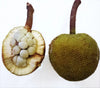 Pingan Fruit Live Plant