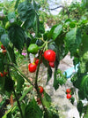Boriya Chilli