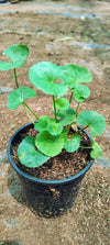 Brahmi