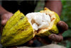 Cocoa Fruit Plant - A Tree That Brings Chocolate to Life