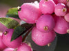 Coralberry Fruit Plant - A Jewel of the Tropics with Healing Secrets