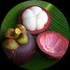 Mangosteen  Fruit Plants