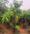 Cheruku Rasalu Mango Live Plant - A Celebration of Sweetness, Tradition, and Tropical Abundance Introduction