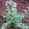 Cheroola