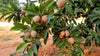 Chikku Sapote Fruit Plant