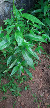 Nilavembu