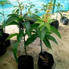 R2E2 Mango Live Plant