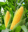 Corn