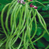 Cowpea