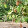 Cupuacu Fruit Plant - The Rainforest Superfruit for Modern Gardens