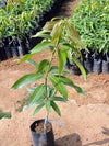 Pedda Rasalu Mango Plant