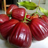 Dalhari Chamba Water Apple Plant