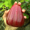 Dalhari Chamba Water Apple Plant