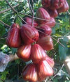 Dalhari Chamba Water Apple Plant