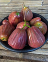 Dalhari Chamba Water Apple Plant