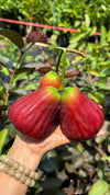 Dalhari Chamba Water Apple Plant