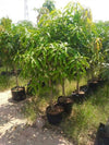 Dasheri Mango Fruit Plant