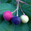 Phalsa Fruit Plant