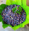 Phalsa Fruit Plant