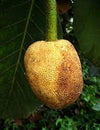 Pingan Fruit Live Plant